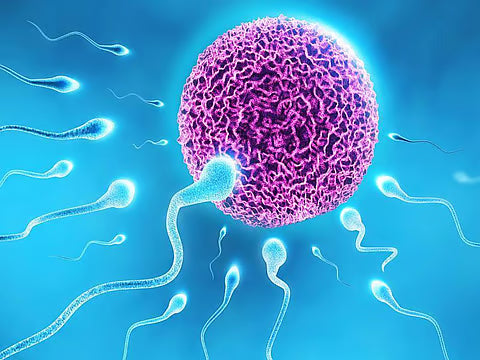 Common Causes of Infertility: Understanding the Factors Impacting Reproductive Health